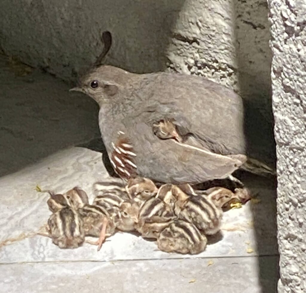 Gambrel quails